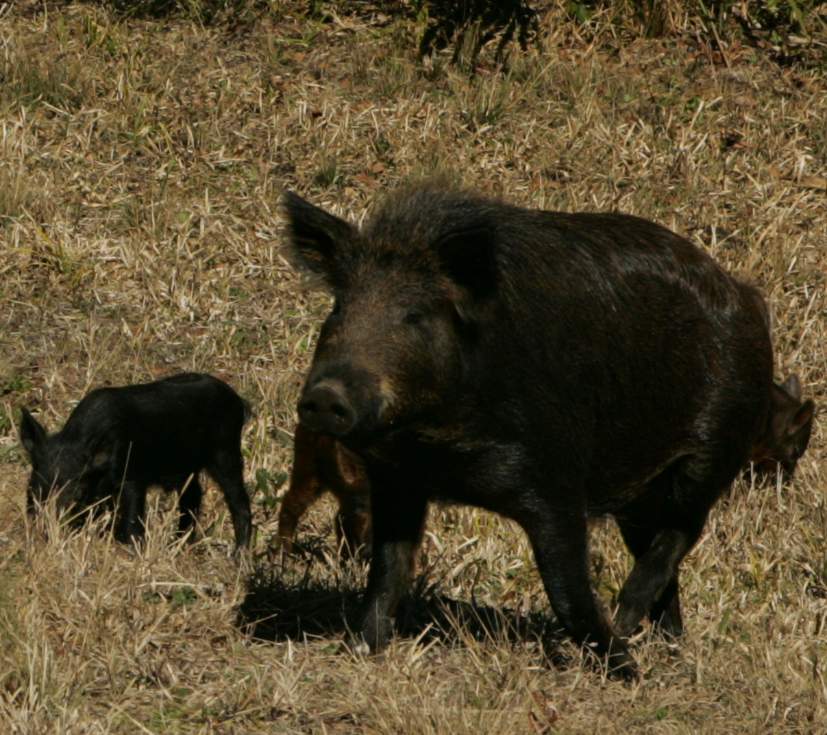 County Commission Gets Hog Lesson
