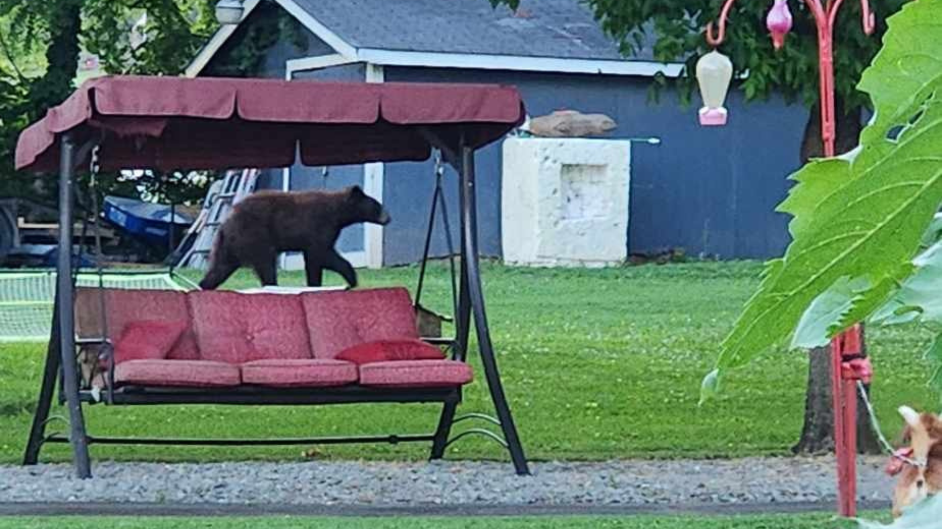 Bear Seen in Madison County Backyard