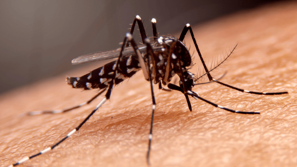 Missouri Reports Highest West Nile Virus Activity in Years