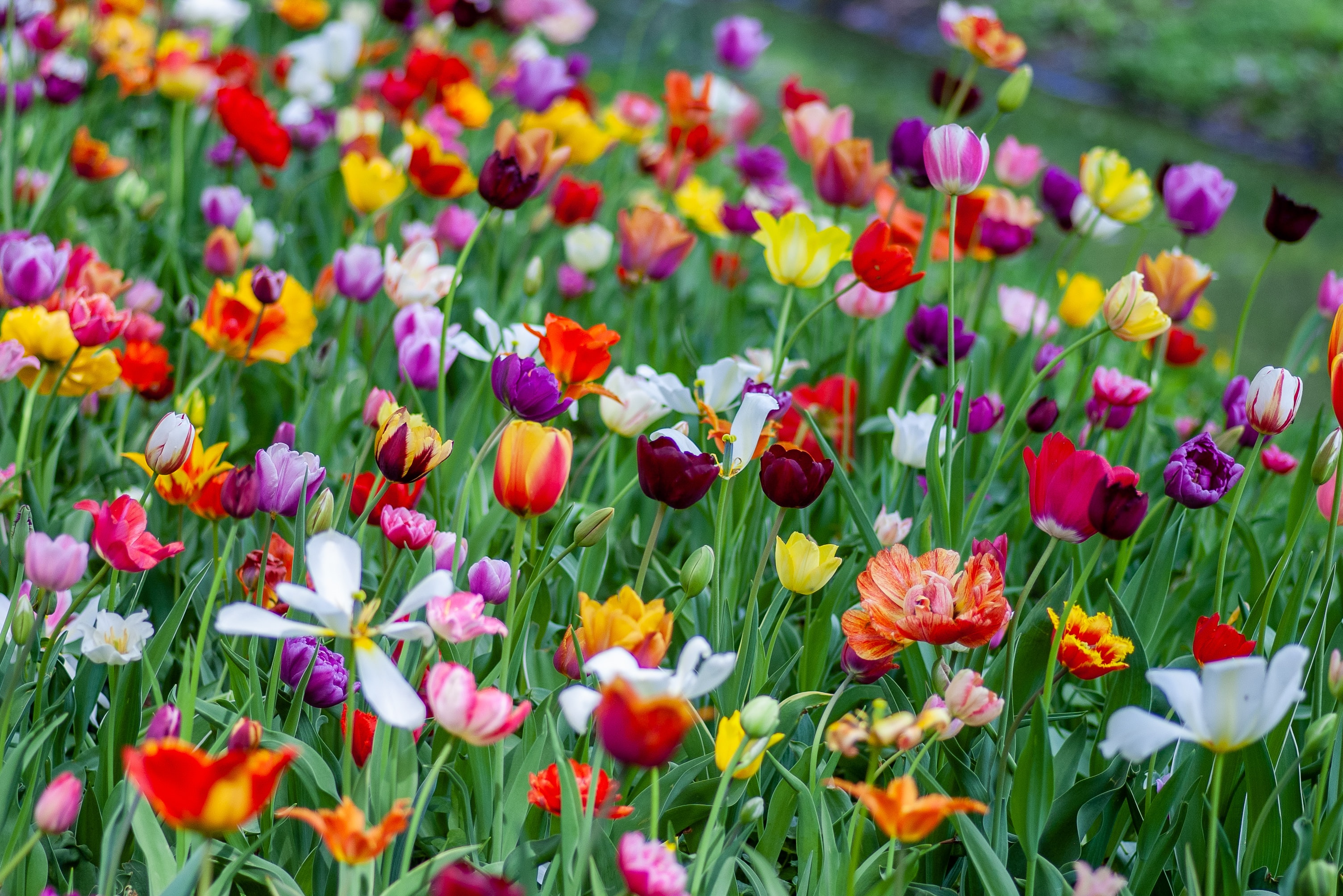 Washington County's In Bloom Flower Fest